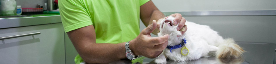 Οδοντιατρική φροντίδα σκύλου γάτας