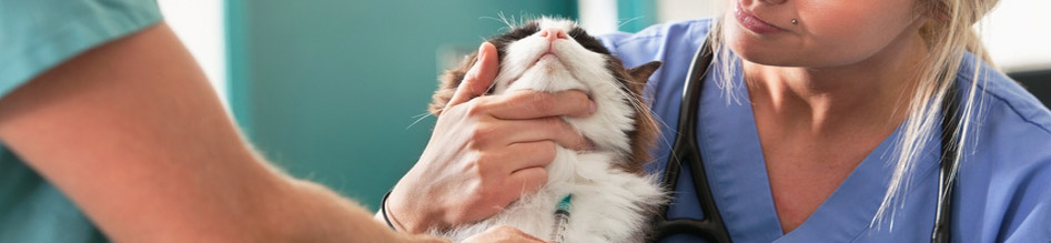 Εμβολιασμός και προληπτική φροντίδα σκύλου - γάτας - κατοικίδιων ζώων