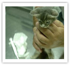 Εμβολιασμός και προληπτική φροντίδα σκύλου, γάτας, κατοικίδιων ζώων